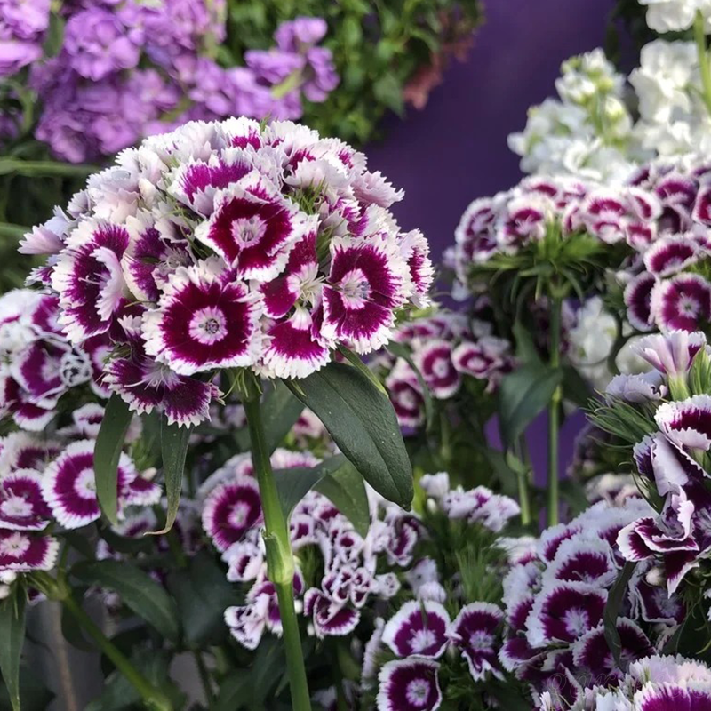 🌸Dianthus - A Burst of Color for Your Flower Bed!
