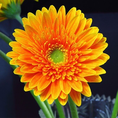 Pyrethrum-Double Gerbera Flower Seeds. Get 50% off