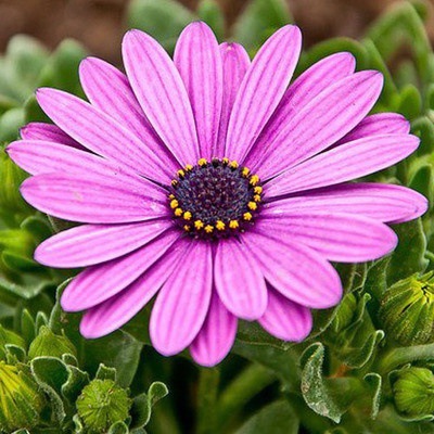 Pyrethrum-Double Gerbera Flower Seeds. Get 50% off