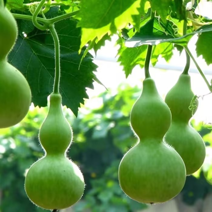 Hand-twisted Small Gourd Seeds-Plantjoyfarm