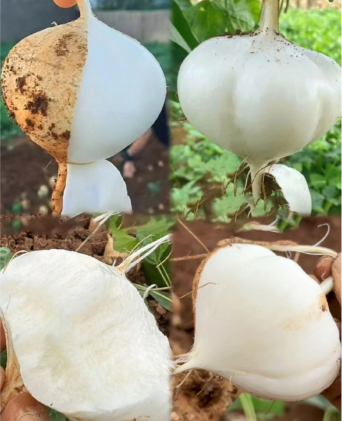 Jicama Pachyrhizus Erosus Seeds-Plantjoyfarm