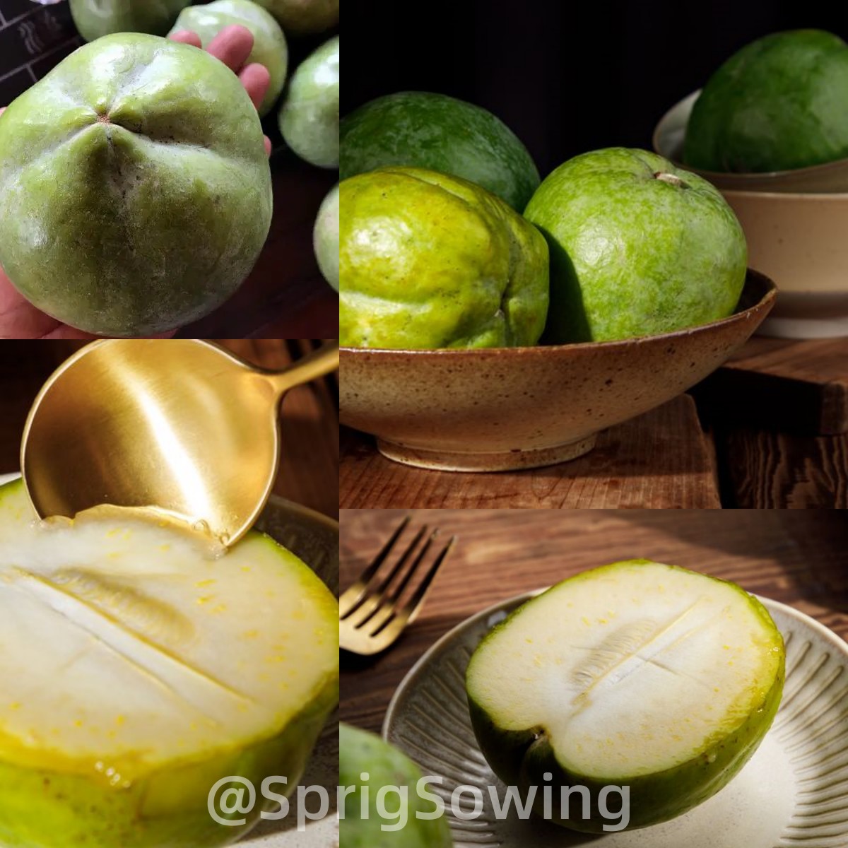 Hardy varieties of White Sapote Seeds-Plantjoyfarm