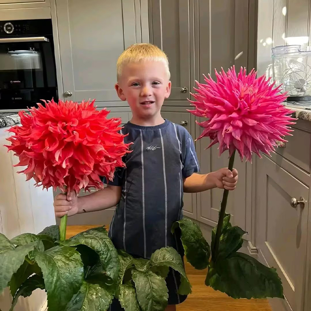 Mixed Giant Dahlia Seeds-Plantjoyfarm