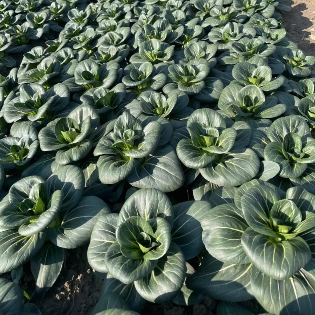 Black-leaf Bok Choy Seeds-Plantjoyfarm