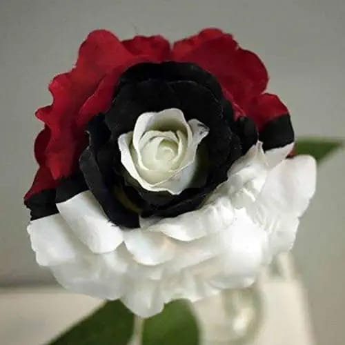 Pokémon rose - Rare red white black rose-Plantjoyfarm