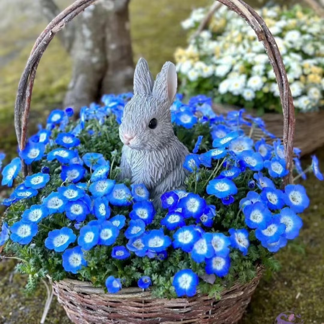 Nemophila-Baby Blue Eyes-Plantjoyfarm