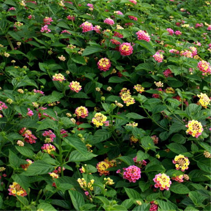 Egrow 30 Pcs/Pack Lantana Seeds Lantana Camara Tree Plan Flower Seeds Home Garden Seeds-Plantjoyfarm