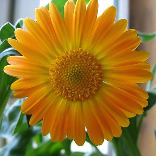 Golden yellow gerbera flower seeds, sun flower-Plantjoyfarm