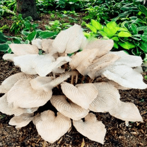 Mixed Hosta Perennials Flower Rare White Lace Lily Seeds-Plantjoyfarm