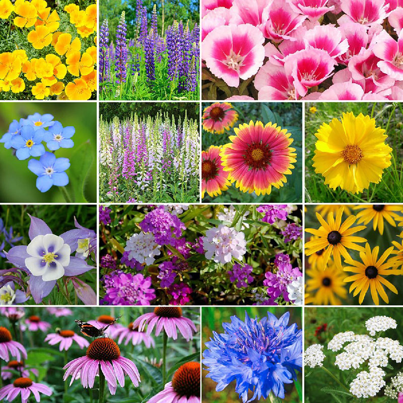 Deer Resistant Wildflower Seed Mix-Plantjoyfarm