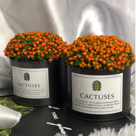 Pearl Orange Succulent Potted Plant-Plantjoyfarm