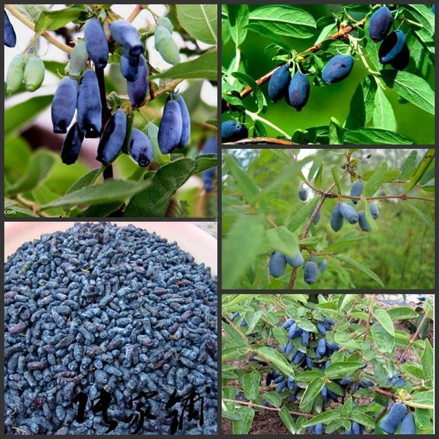 Egrow 50Pcs,100Pcs/Pack Lonicera Caerulea Fruit Seeds Home Garden Plants Honeyberry Blueberry Seeds-Plantjoyfarm