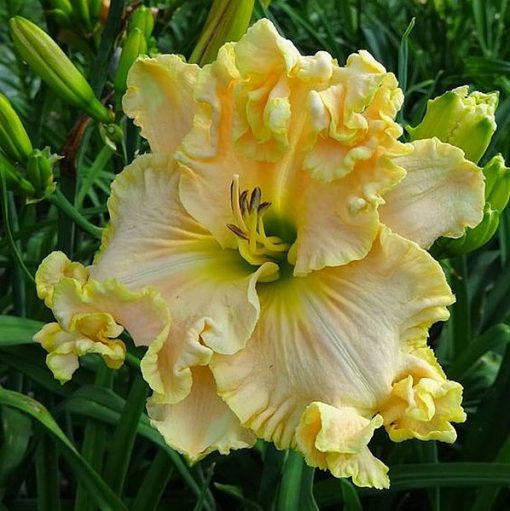 Daylily Hybrid Flowers Seeds, Hemerocallis Hybrid, 20pcs/pack-Plantjoyfarm
