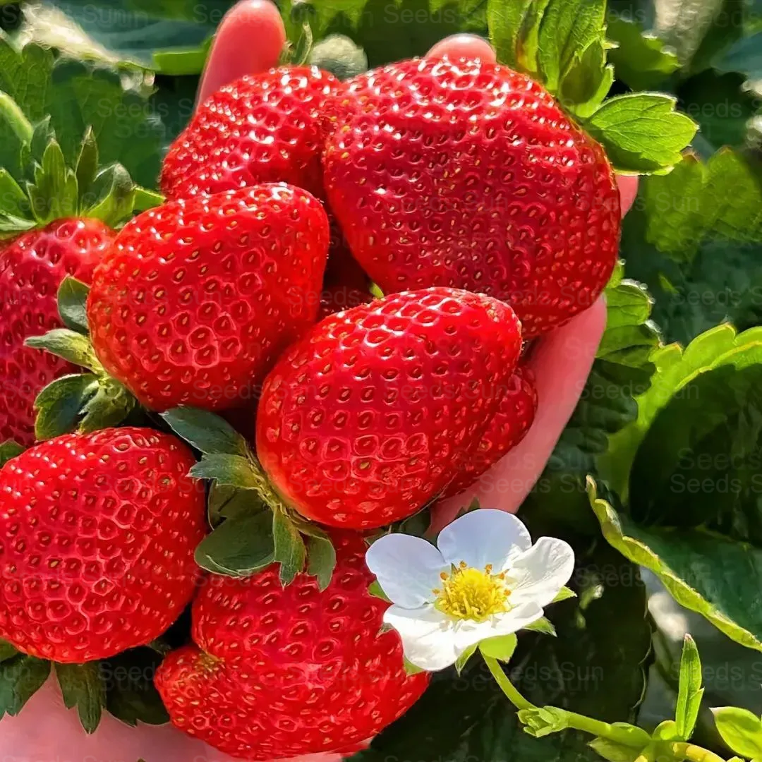 Cream Strawberry Seeds