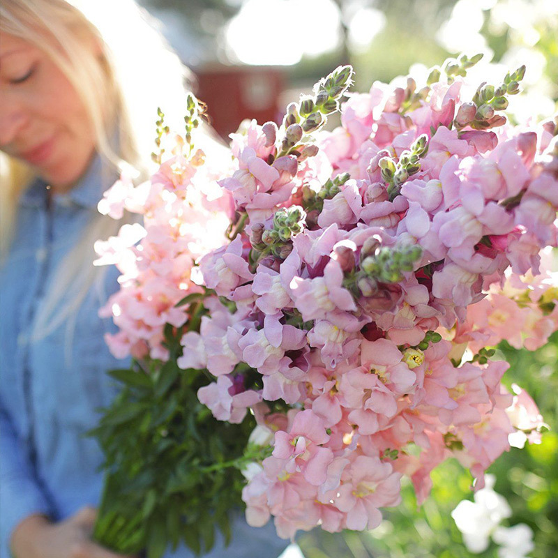 💐Double-Petaled Snapdragon Seeds