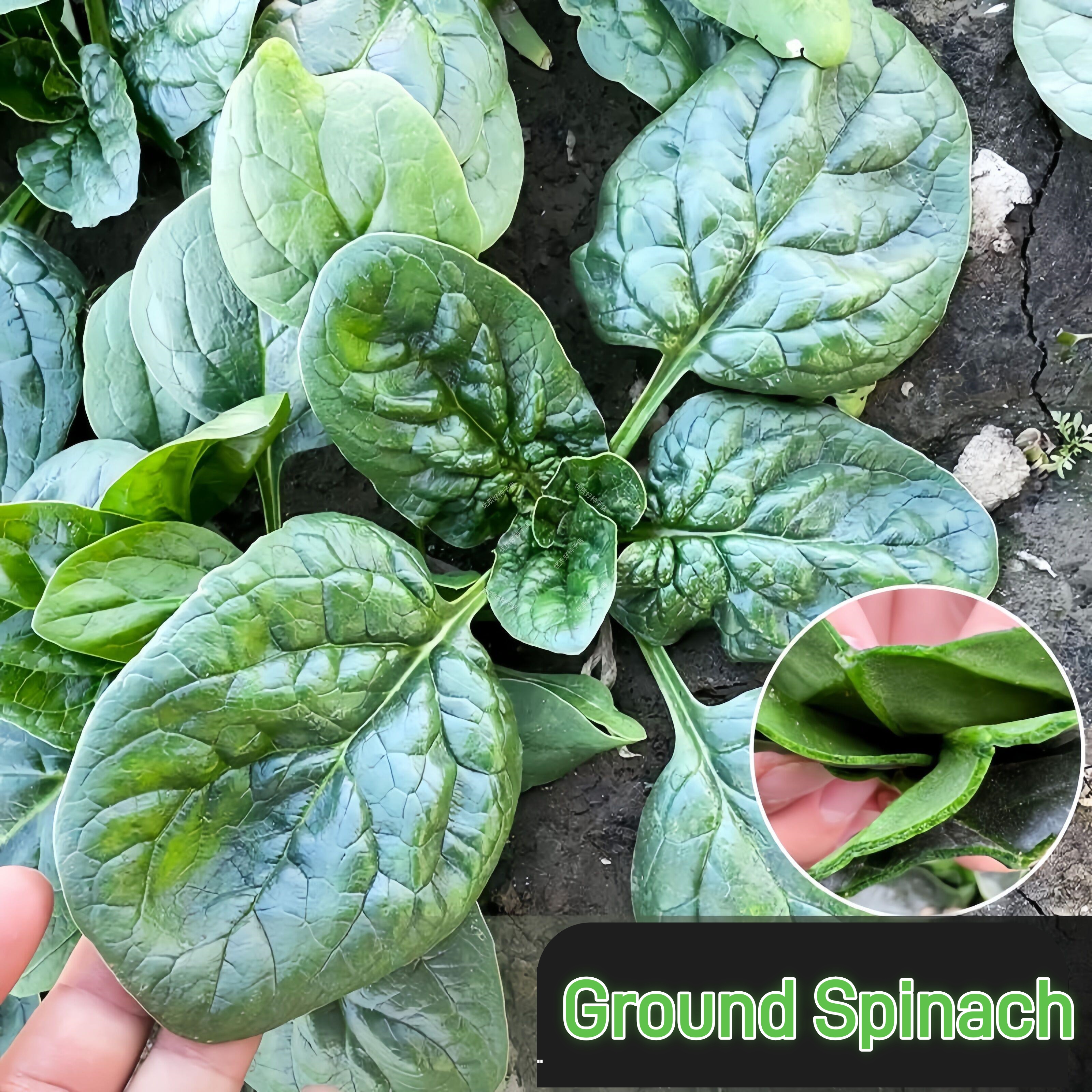 🌱 Ground Spinach - Garden’s Year-Round Nutrient Powerhouse