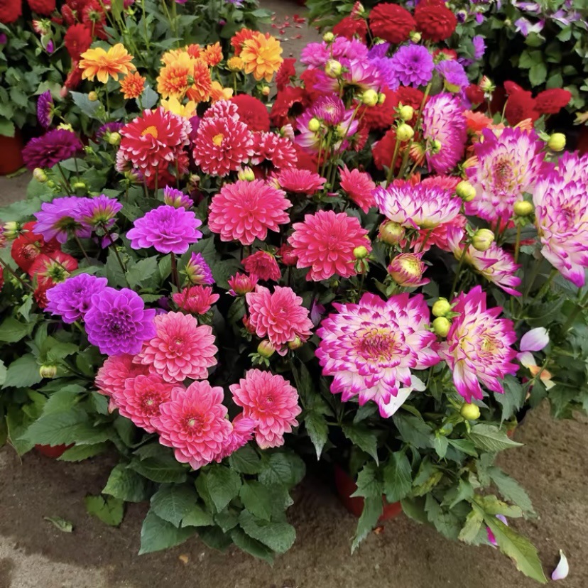 💐Double Dahlia Mixed Seeds—Thirty Mixed Breeds