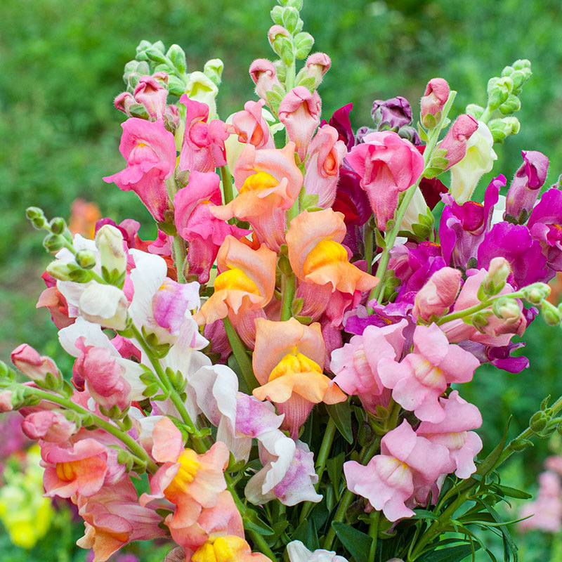 💐Double-Petaled Snapdragon Seeds