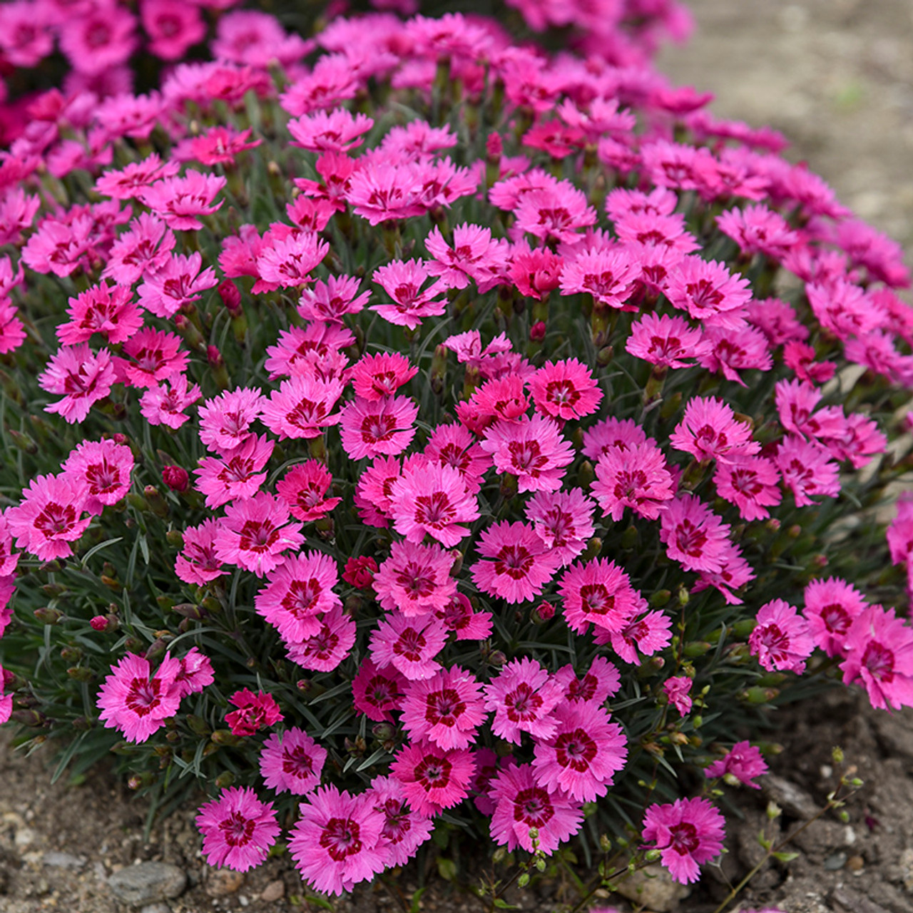 🌸Dianthus - A Burst of Color for Your Flower Bed!