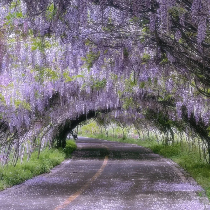 🌸Wisteria - The Garden’s Cascading Beauty All Year Round