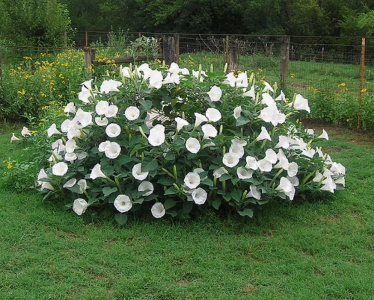 Sacred Datura Moonflower Moon Lily Angel's Trumpet Flower Premium Seeds Packet-Plantjoyfarm