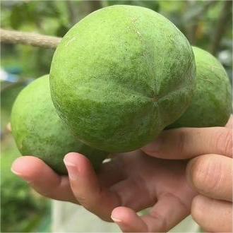 Hardy varieties of White Sapote Seeds-Plantjoyfarm