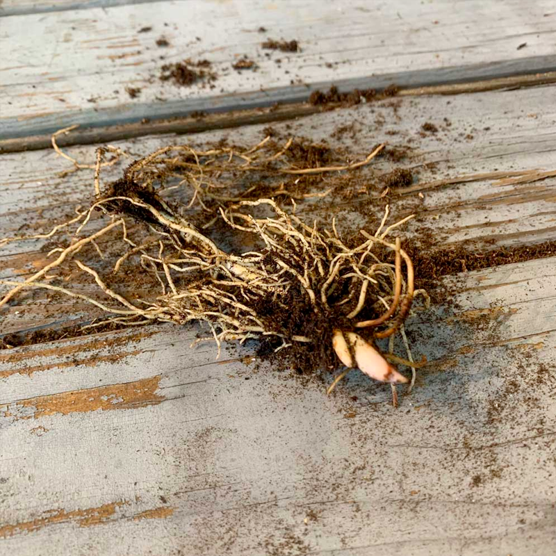 Lily of the Valley Roots-Plantjoyfarm