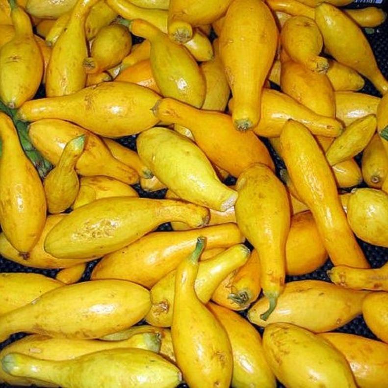 30pcs Early PROLIFIC STRAIGHTNECK SQUASH Yellow Summer Bush Heirloom Seeds-Plantjoyfarm