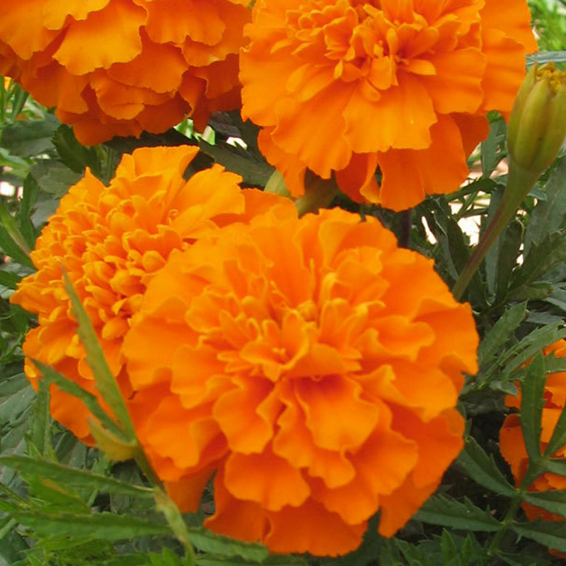 Good Companion For Vegetable Garden:Mixed French Marigold Seeds