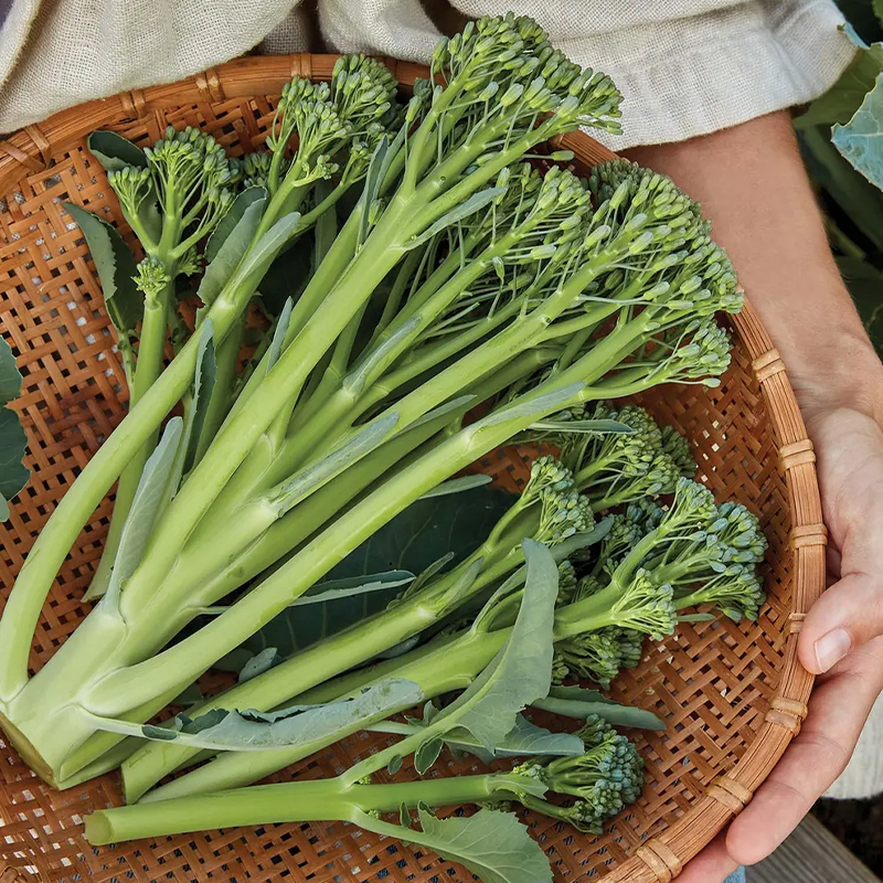 Broccoli Seeds (Organic) - Aspabroc F1-Plantjoyfarm