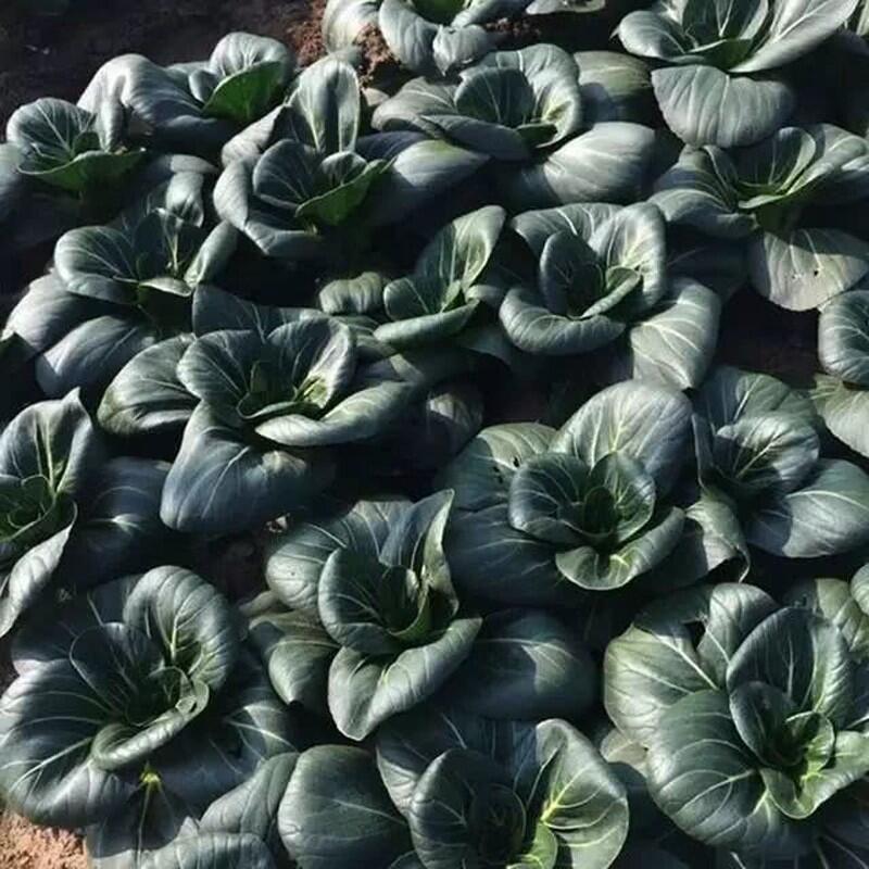 Black-leaf Bok Choy Seeds-Plantjoyfarm