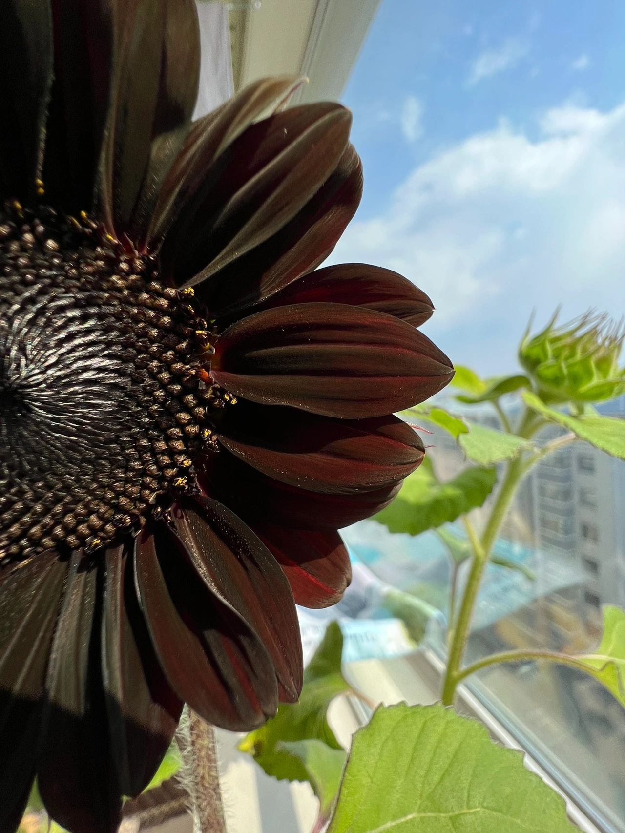 Rare Black Sunflower Seeds-Plantjoyfarm