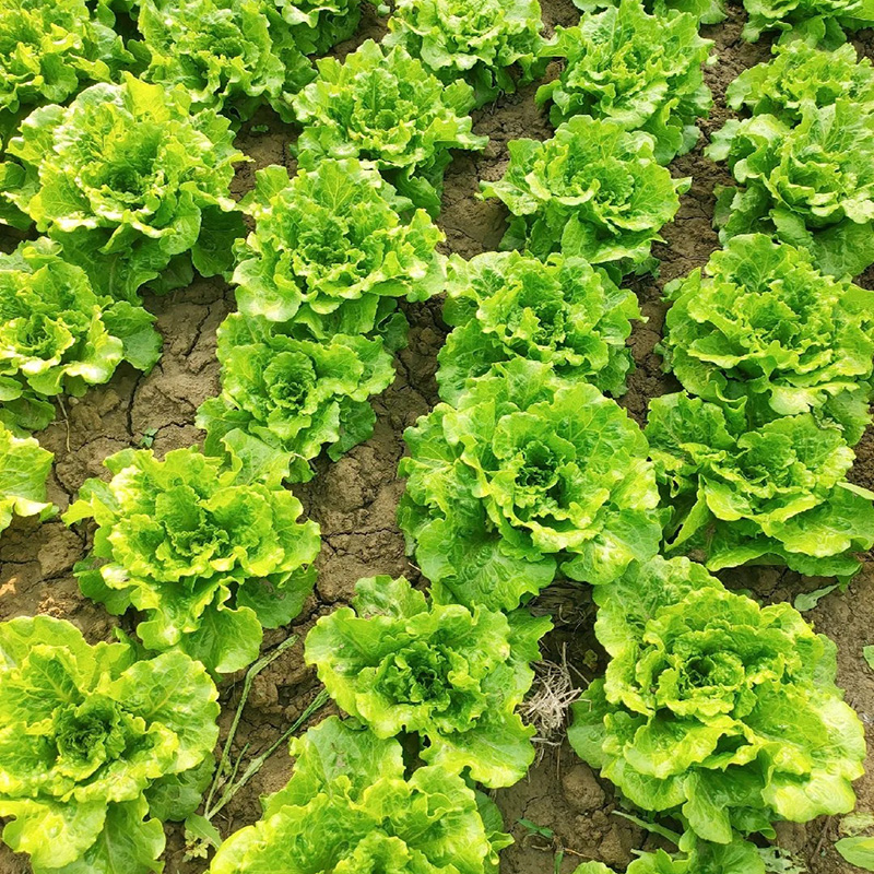 Italian Lettuce🥬Seeds