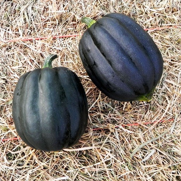 Royal Squash Seeds-Plantjoyfarm