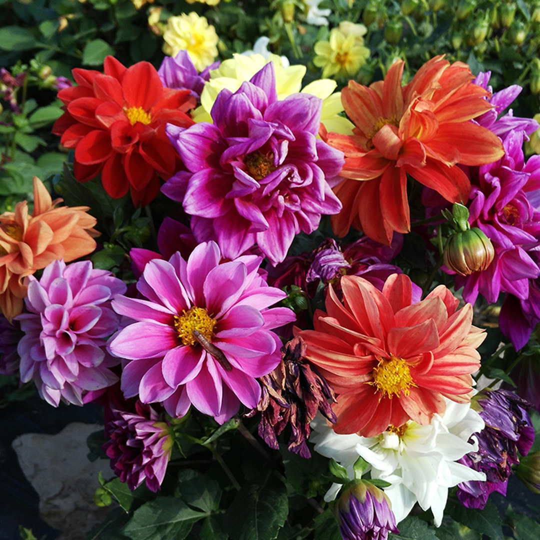 Mixed Dahlia Seeds-Plantjoyfarm