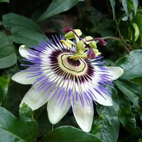 Wild Passiflora Mollissima Seeds-Plantjoyfarm