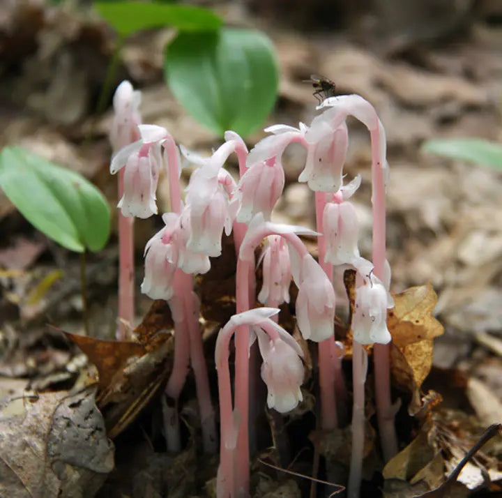 100 pcs Indian Pipe Monotropa Uniflora Seeds-Plantjoyfarm