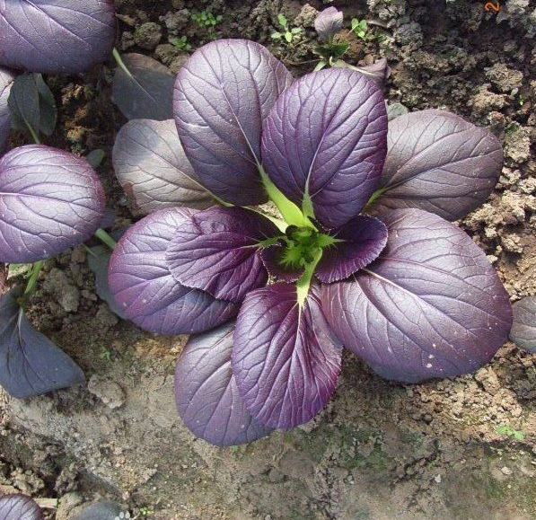 Purple Leaf Rape Seeds-Plantjoyfarm