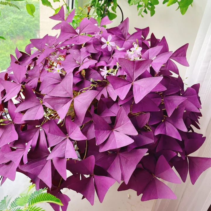 Oxalis Triangularis Purple Shamrock Good Luck Plant-Plantjoyfarm