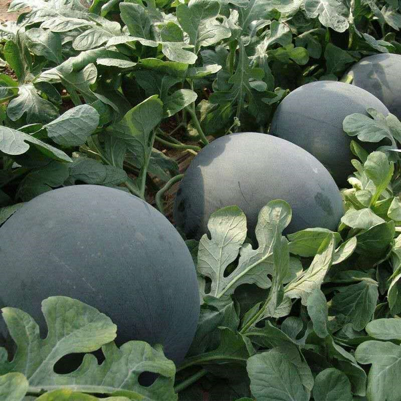 Black Diamond Watermelon Seeds