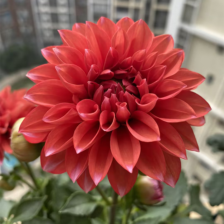 Mixture Dahlia Seeds-Plantjoyfarm