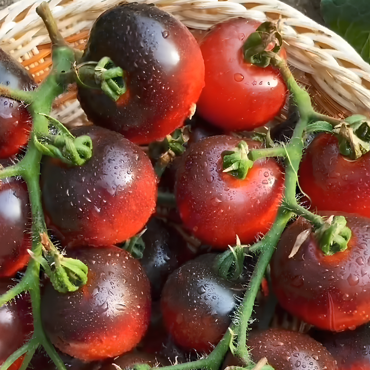 🍅Rare Black Tomato Seeds-Plantjoyfarm