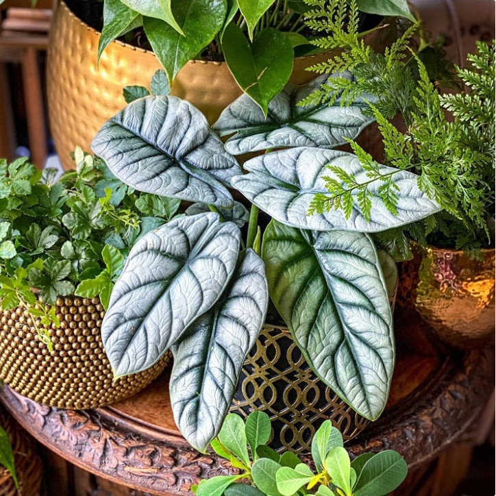 Alocasia baginda 'Silver Dragon' RARE Indoor and Outdoor Live Tropical House Plant-Plantjoyfarm