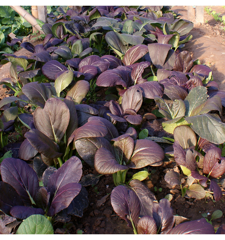 Purple Leaf Rape Seeds-Plantjoyfarm