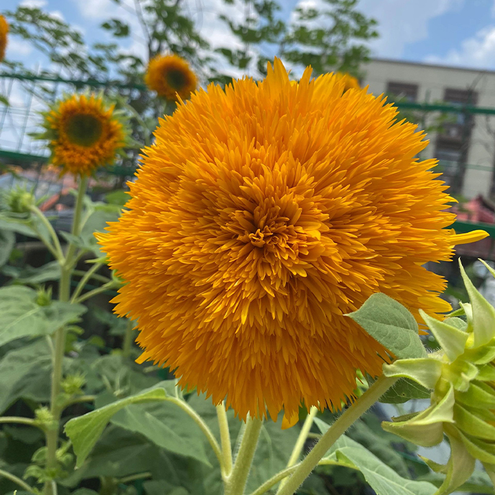 Sunflower Seeds, Teddy Bear-Plantjoyfarm