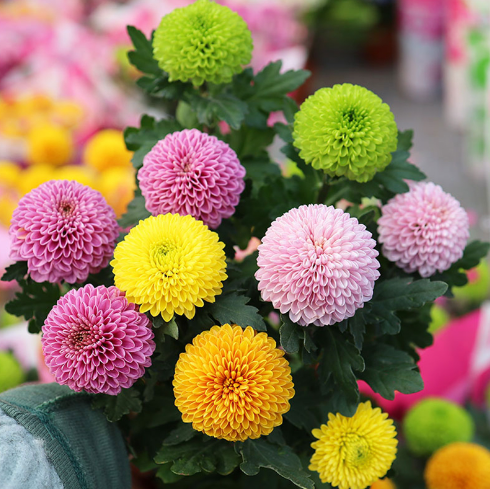 🏵️Colorful Ping Pong Chrysanthemum Seeds-Plantjoyfarm