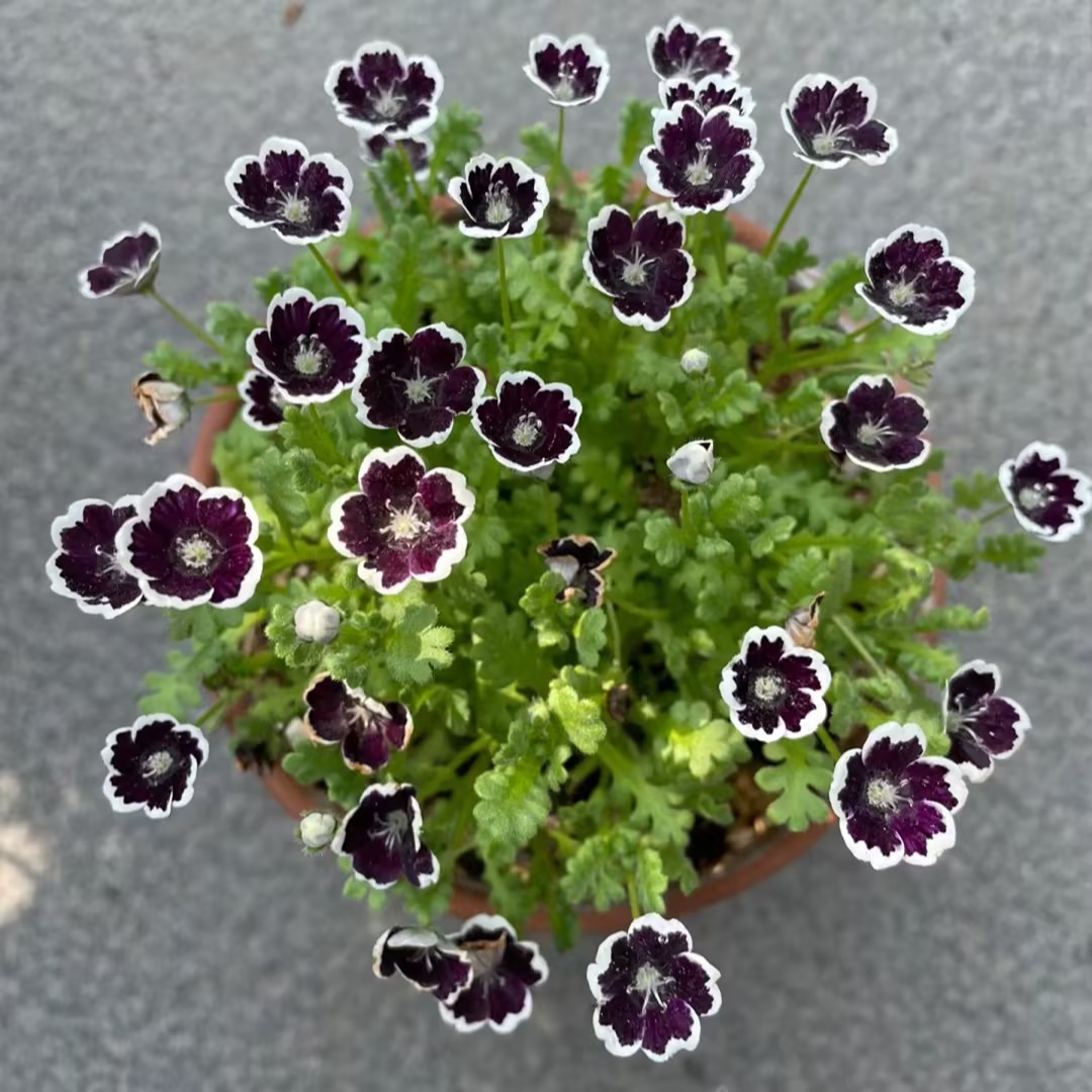Nemophila-Baby Blue Eyes-Plantjoyfarm