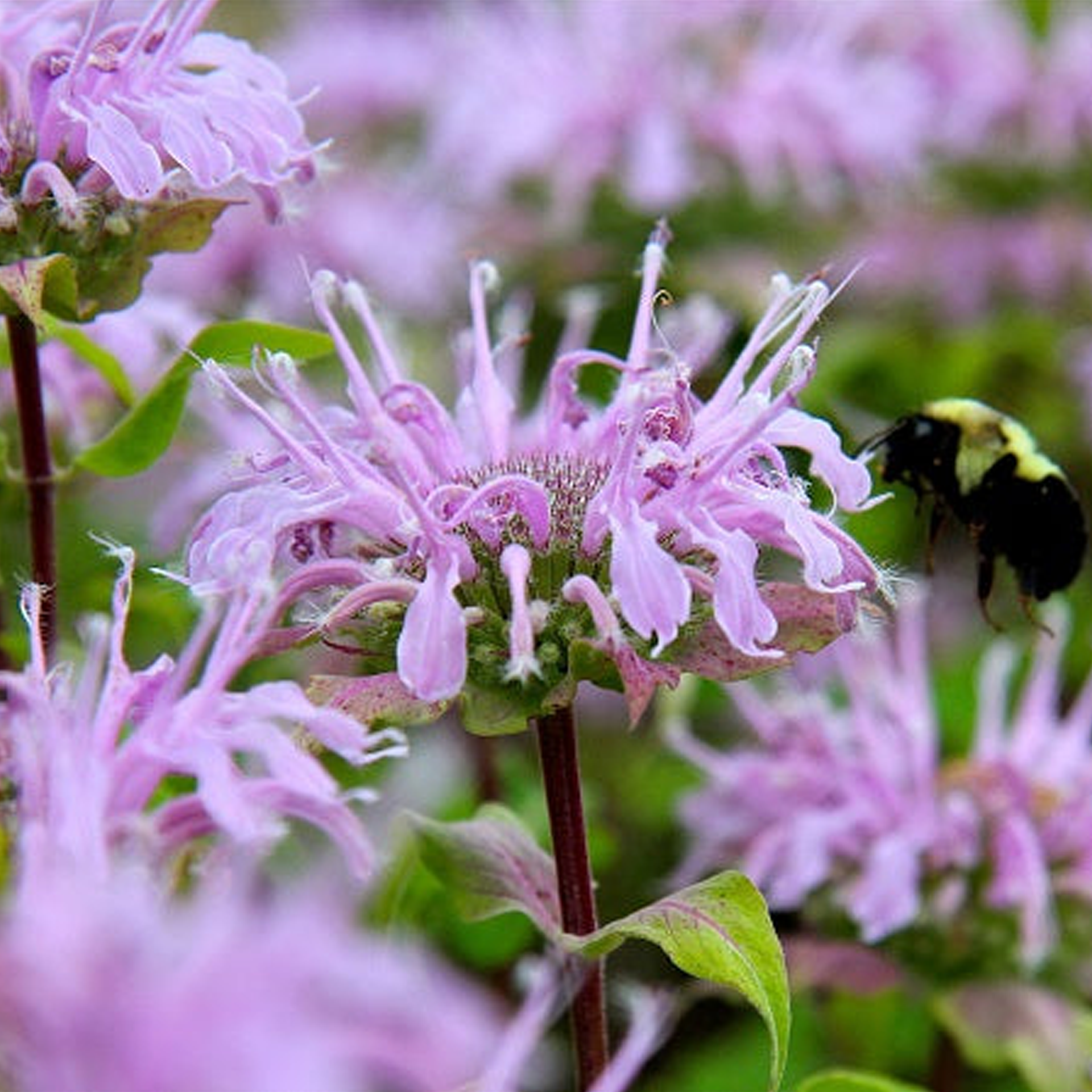 Bee Balm - Wild Bergamot Seeds-Plantjoyfarm