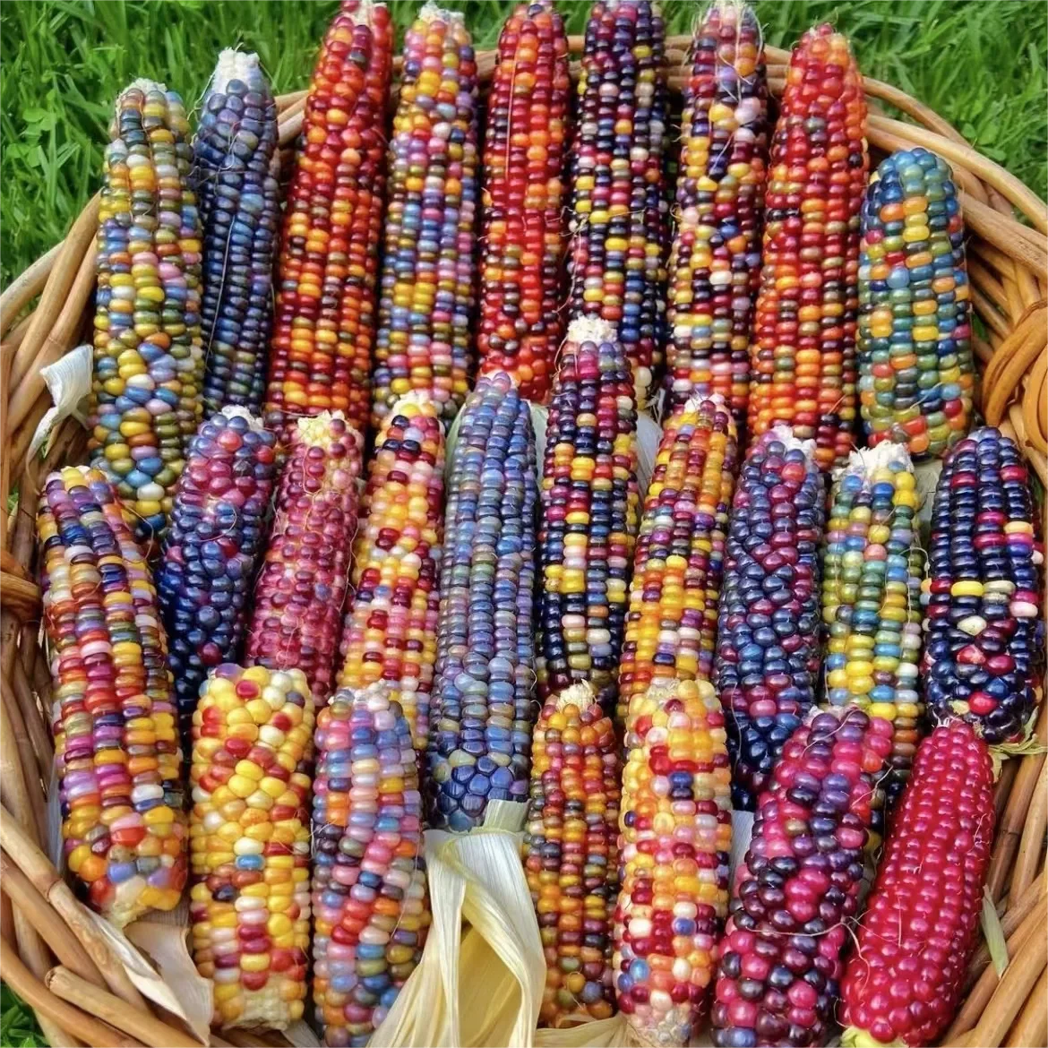 Decorative Corn Gem corn  Seeds-Plantjoyfarm