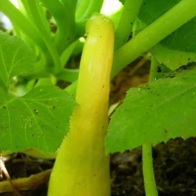 30pcs Early PROLIFIC STRAIGHTNECK SQUASH Yellow Summer Bush Heirloom Seeds-Plantjoyfarm